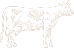 cow illustration
