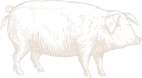 CCM_HogIllustration_0723 hog illustration